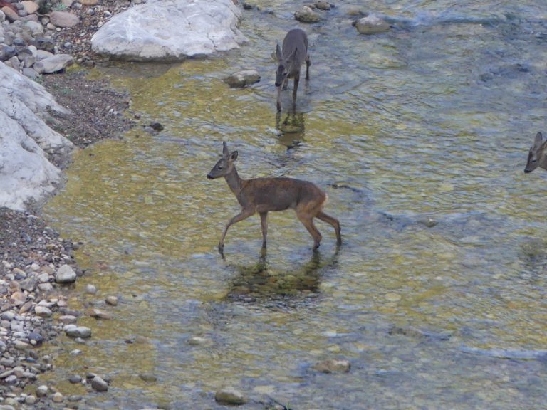 Fotos corzos en rio en Ludiente